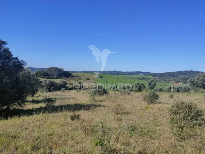 Terreno para Venda em Monsanto Foto 4