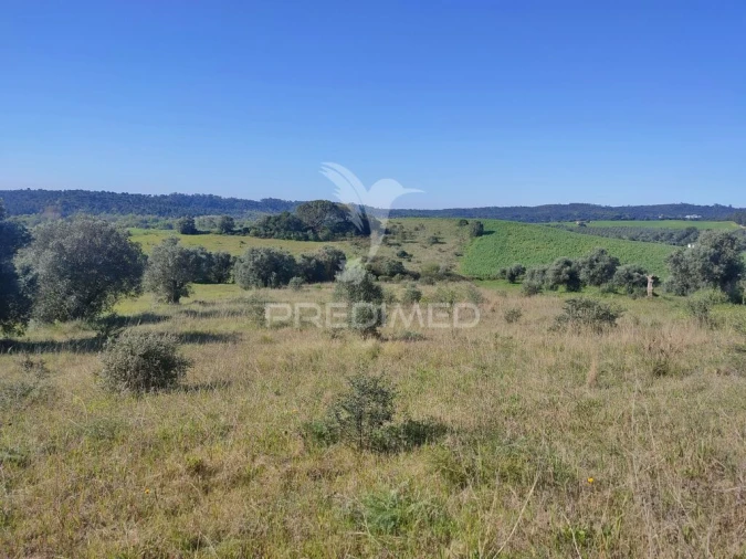 Terreno para Venda em Monsanto Foto 3