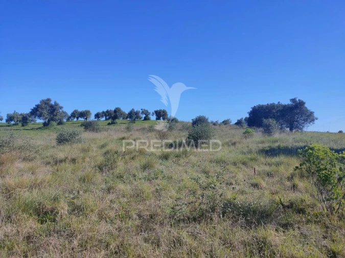 Terreno para Venda em Monsanto Foto 8
