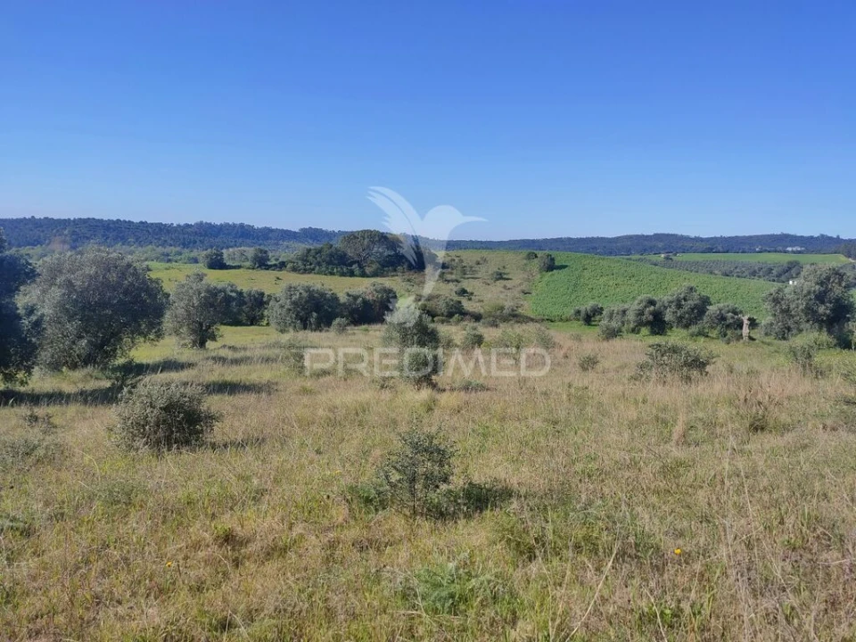 Terreno para Venda em Monsanto Foto 3