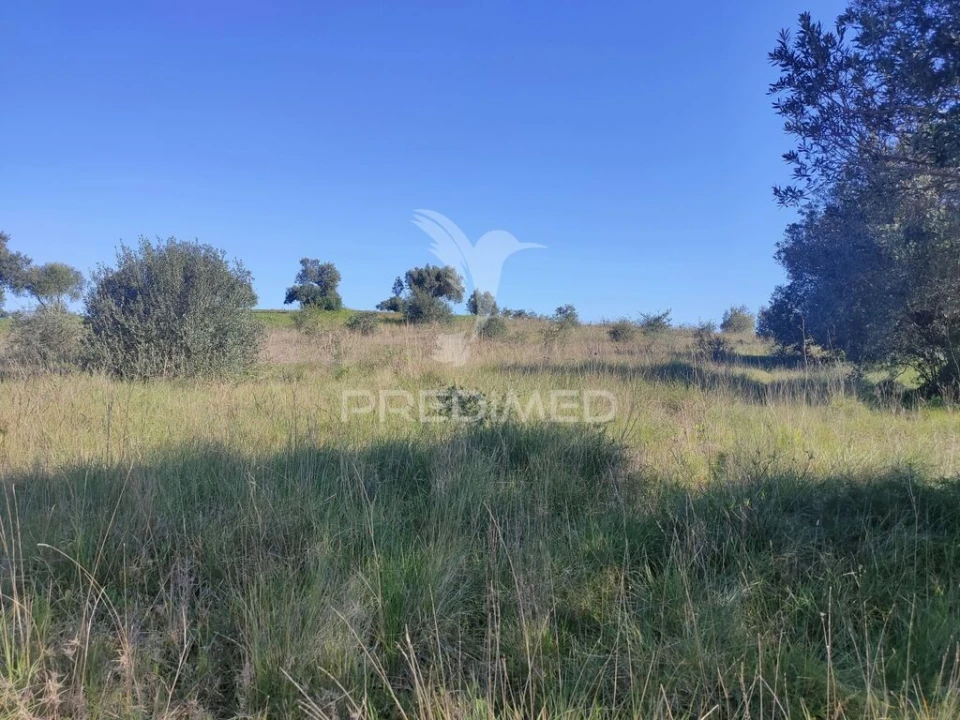 Terreno para Venda em Monsanto Foto 5