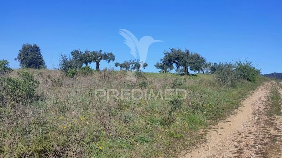 Terreno para Venda em Monsanto