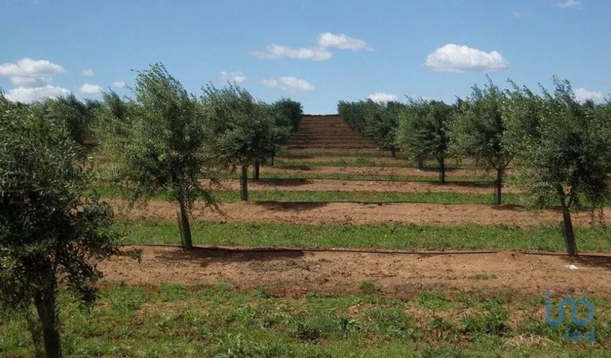 Terreno para Venda em Grândola e Santa Margarida da Serra Foto 5