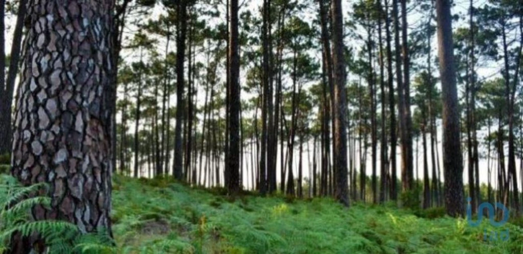 Terreno para Venda em Grândola e Santa Margarida da Serra Foto 6
