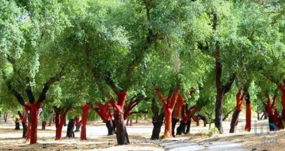 Terreno para Venda em Grândola e Santa Margarida da Serra Foto 4