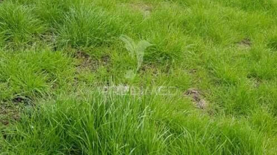 Terreno para Venda em Moura Morta e Vinhós