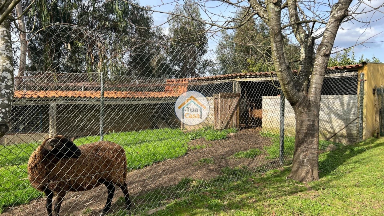 Quinta T5 para Venda em Canedo, Vale e Vila Maior Foto 17