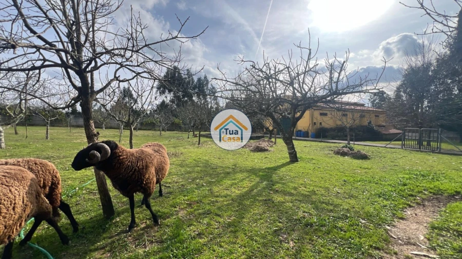 Quinta T5 para Venda em Canedo, Vale e Vila Maior Foto 21