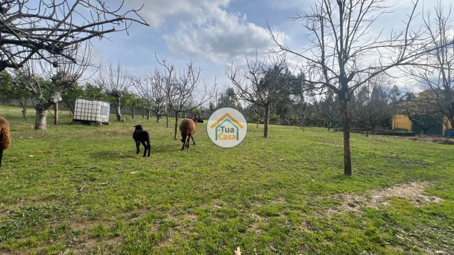Quinta T5 para Venda em Canedo, Vale e Vila Maior Foto 23