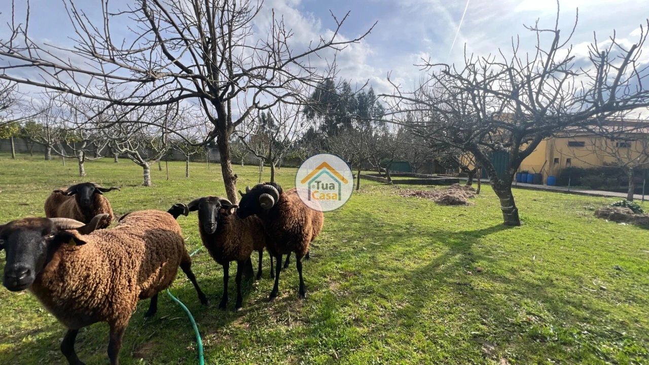 Quinta T5 para Venda em Canedo, Vale e Vila Maior Foto 20