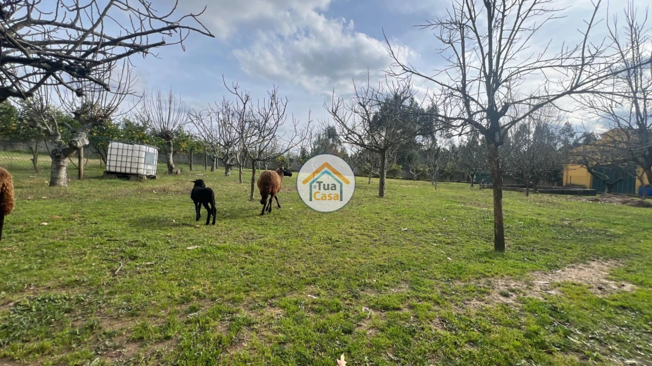 Quinta T5 para Venda em Canedo, Vale e Vila Maior Foto 23