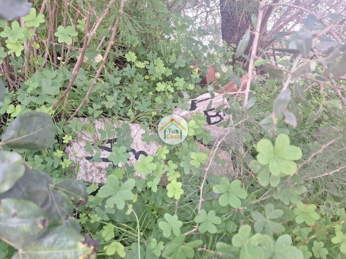 Terreno para Venda em São Brás de Alportel Foto 5