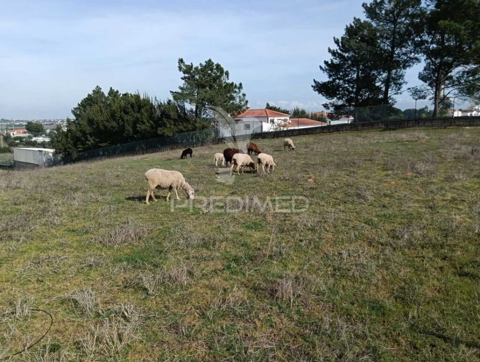 Terreno para Venda em Ereira e Lapa Foto 6