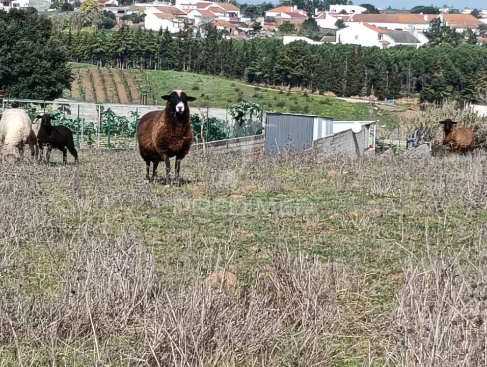Terreno para Venda em Ereira e Lapa Foto 8
