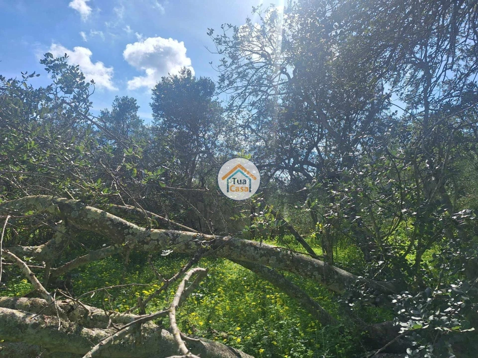 Terreno para Venda em Faro (Sé e São Pedro) Foto 15
