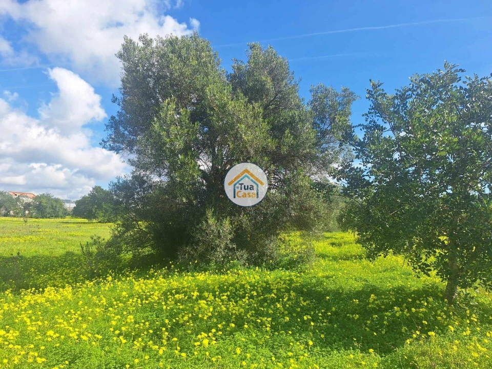 Terreno para Venda em Faro (Sé e São Pedro) Foto 8