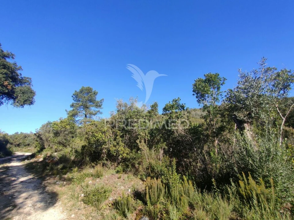 Terreno para Venda em Malhou, Louriceira e Espinheiro Foto 11