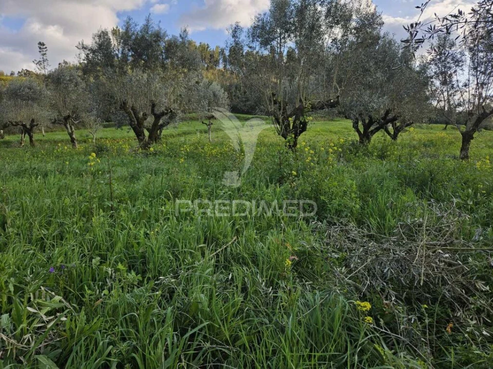 Moradia T3 para Venda em Nossa Senhora do Pranto Foto 11