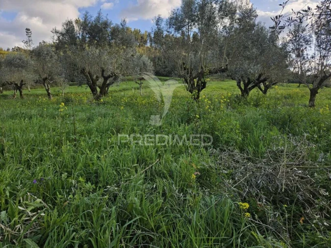 Moradia T3 para Venda em Nossa Senhora do Pranto Foto 11