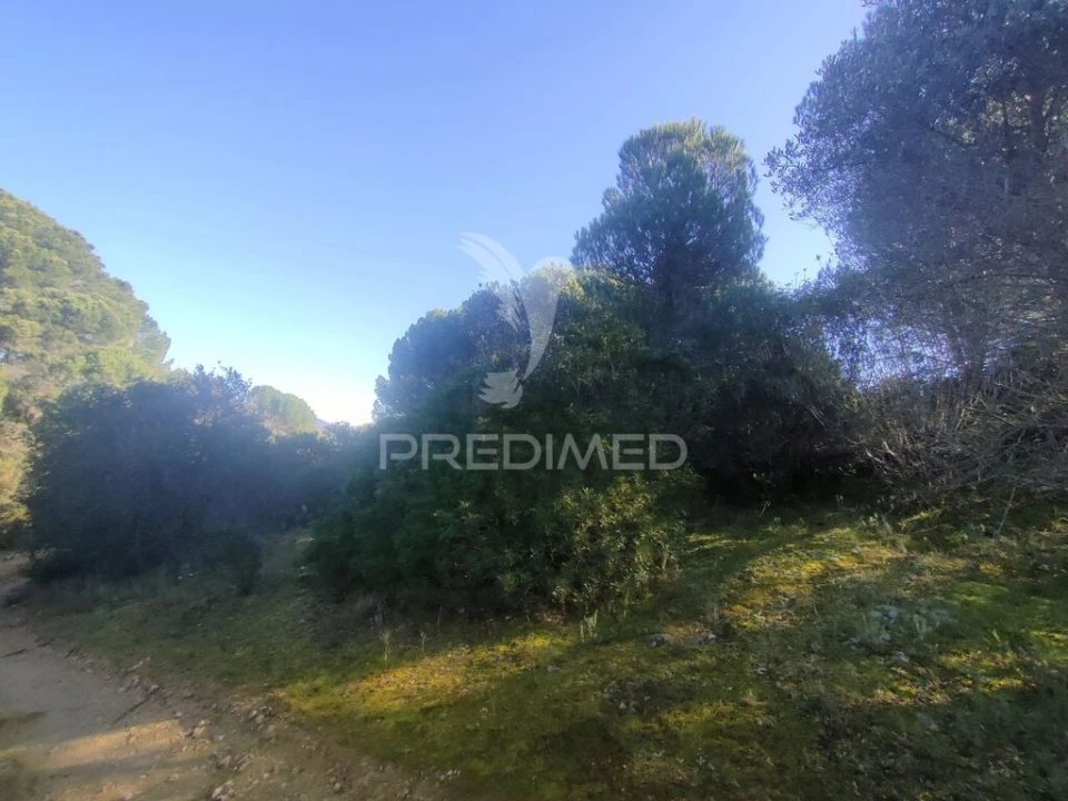 Terreno para Venda em Monsanto Foto 6