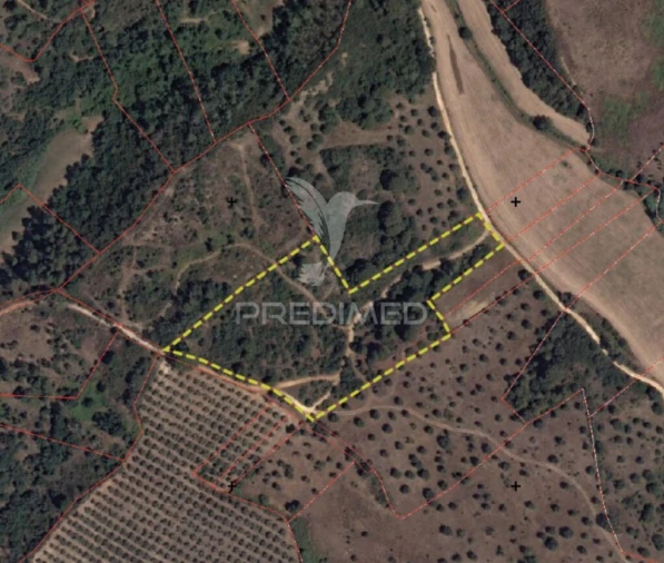 Terreno para Venda em Monsanto Foto 7