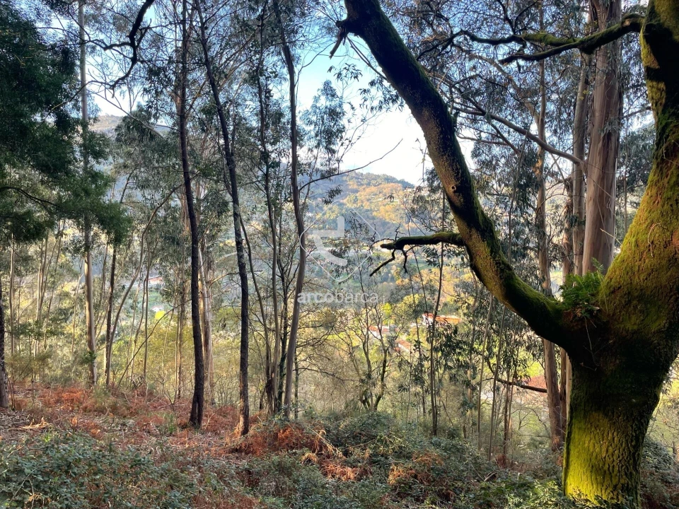 Terreno para Venda em Rio Frio Foto 5