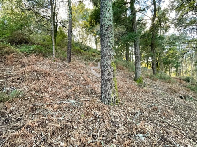 Terreno para Venda em Rio Frio Foto 6