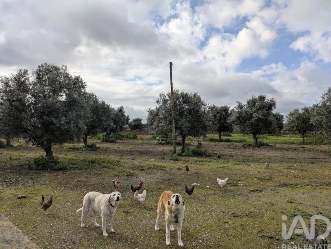 Negócio para Venda em Cano Foto 15