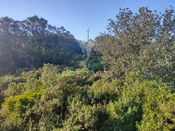 Terreno para Venda em Monsanto Foto 10