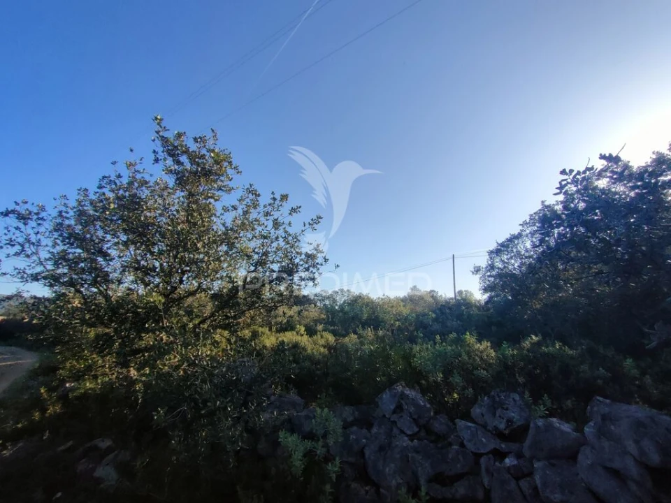 Terreno para Venda em Monsanto Foto 5