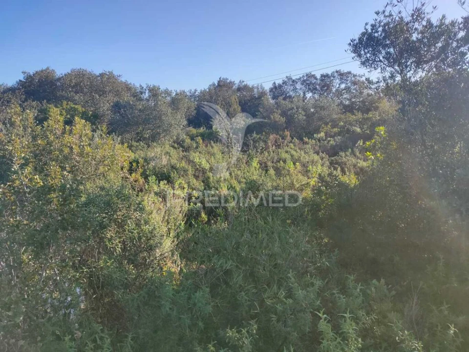 Terreno para Venda em Monsanto Foto 11