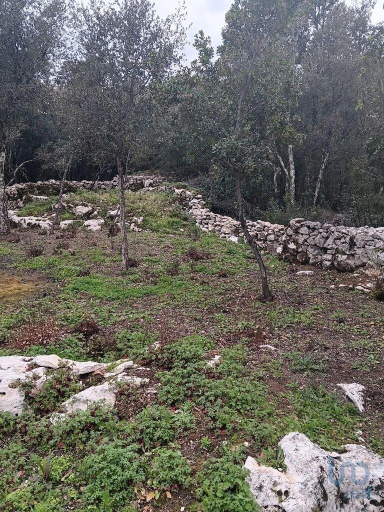 Terreno para Venda em Alcobaça e Vestiaria Foto 10