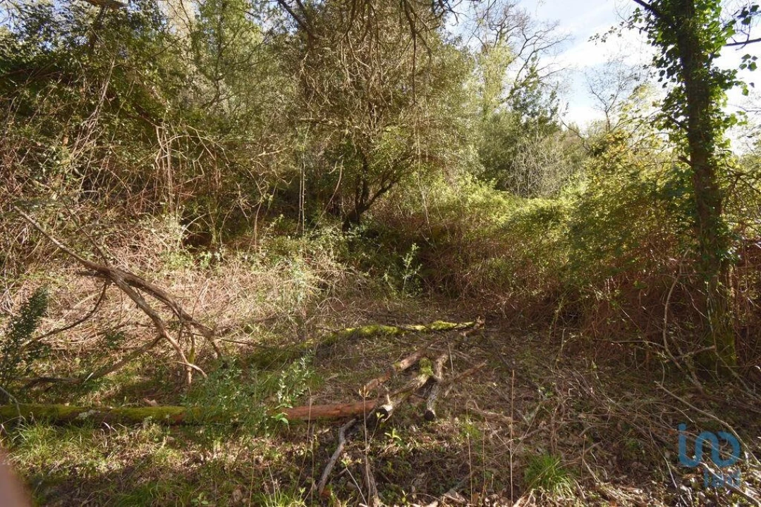 Terreno para Venda em São Miguel, Santa Eufémia e Rabaçal Foto 10