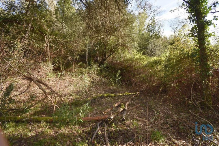 Terreno para Venda em São Miguel, Santa Eufémia e Rabaçal Foto 10