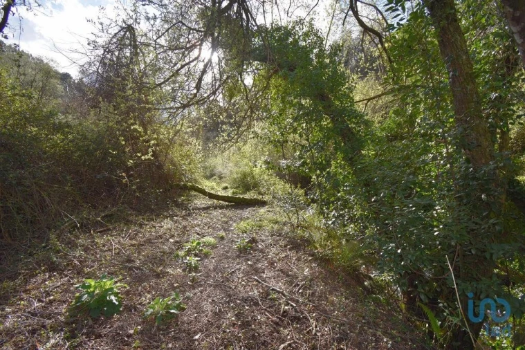 Terreno para Venda em São Miguel, Santa Eufémia e Rabaçal Foto 12