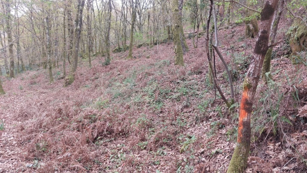 Terreno para Venda em Caldelas, Sequeiros e Paranhos Foto 6