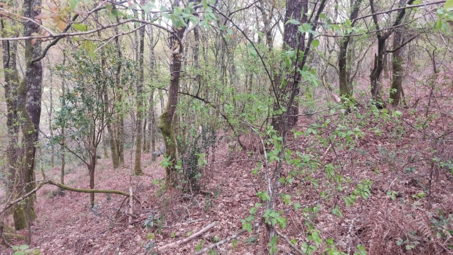 Terreno para Venda em Caldelas, Sequeiros e Paranhos Foto 10