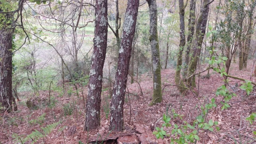 Terreno para Venda em Caldelas, Sequeiros e Paranhos Foto 12
