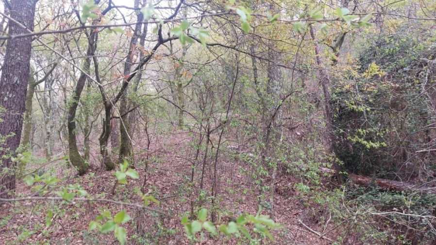 Terreno para Venda em Caldelas, Sequeiros e Paranhos Foto 9