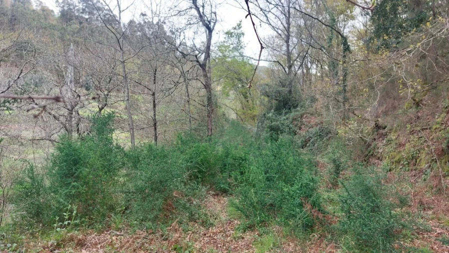 Terreno para Venda em Caldelas, Sequeiros e Paranhos Foto 5