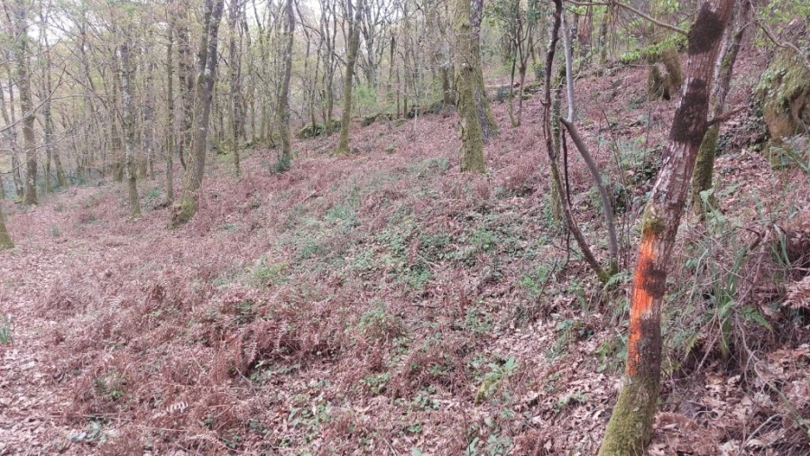 Terreno para Venda em Caldelas, Sequeiros e Paranhos Foto 6