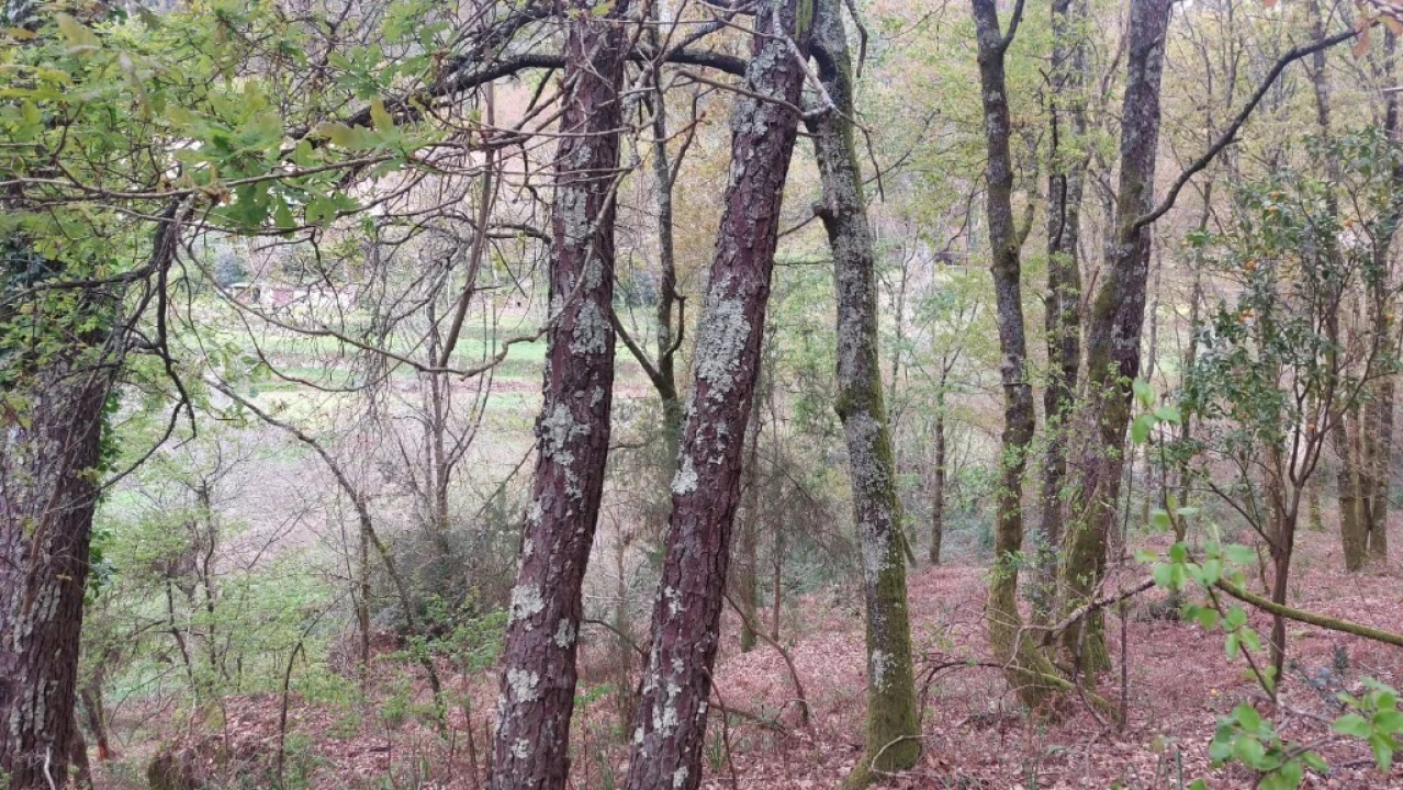 Terreno para Venda em Caldelas, Sequeiros e Paranhos Foto 11