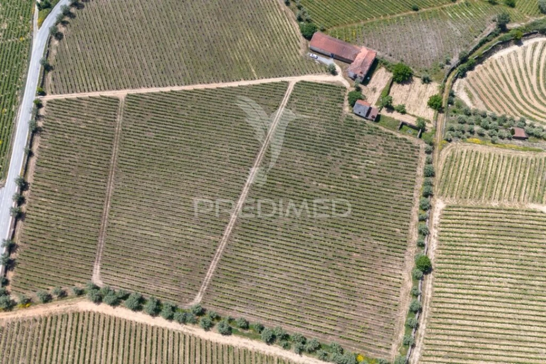 Quinta T5 para Venda em Favaios Foto 17