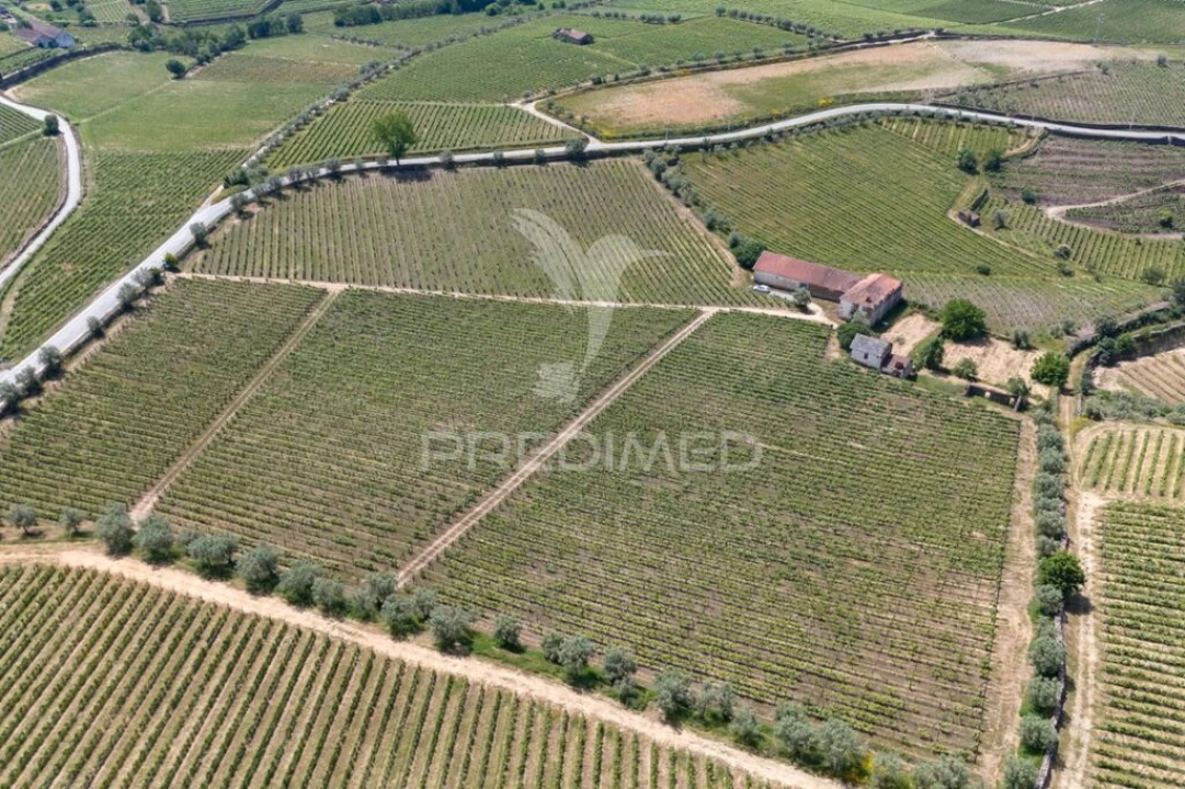 Quinta T5 para Venda em Favaios Foto 13