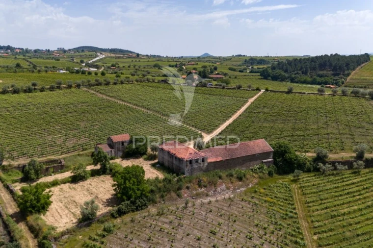 Quinta T5 para Venda em Favaios Foto 11