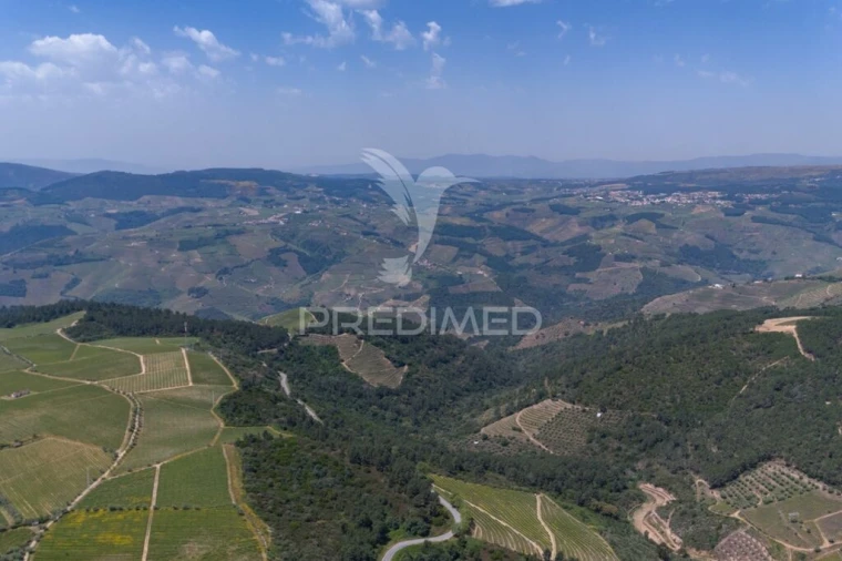 Quinta T5 para Venda em Favaios Foto 14