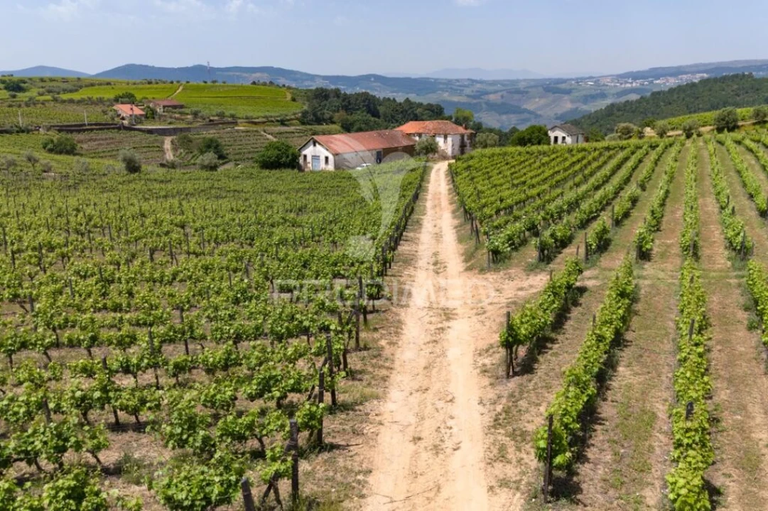 Quinta T5 para Venda em Favaios Foto 18