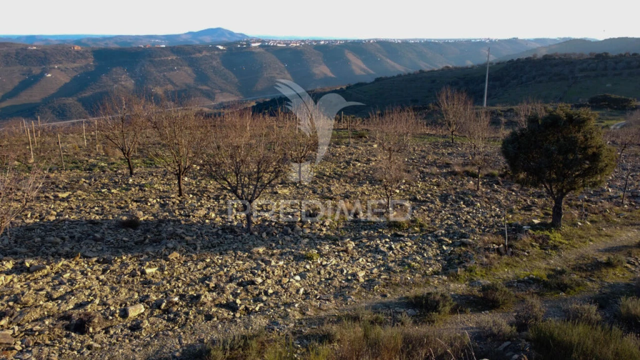 Terreno para Venda em Vila Nova de Foz Côa Foto 14