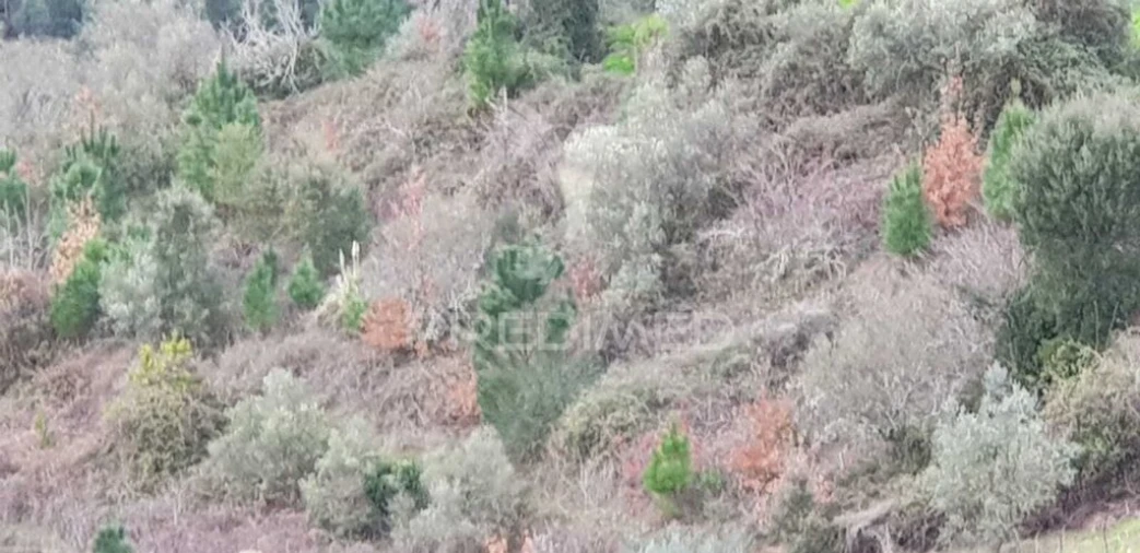 Terreno para Venda em Moura Morta e Vinhós Foto 2