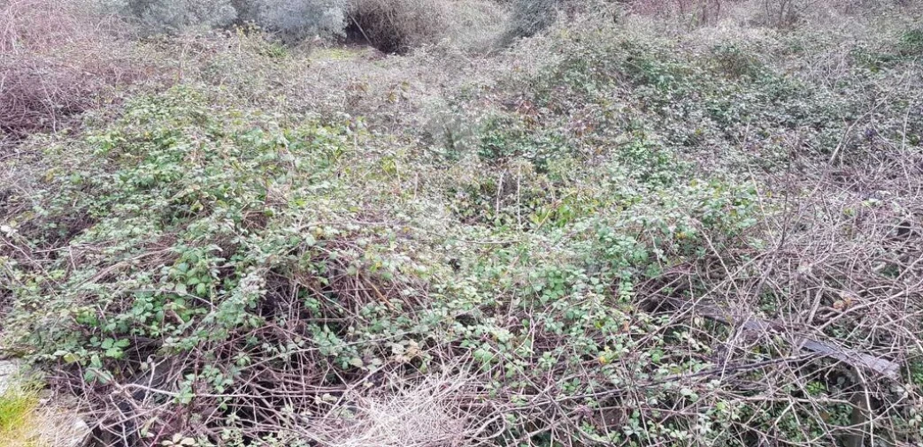 Terreno para Venda em Moura Morta e Vinhós Foto 1